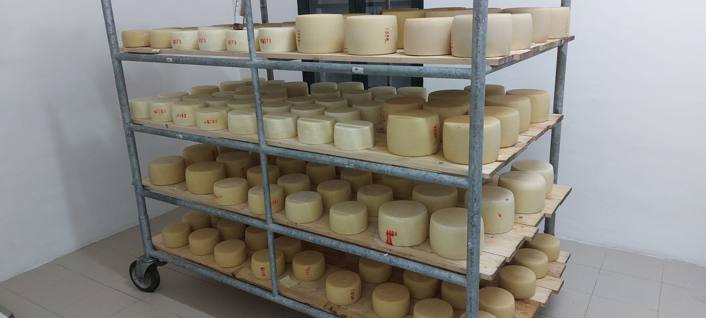 Pecorino di Osilo (SS) from the "Barone Chessa" Artisan Micro-Dairy