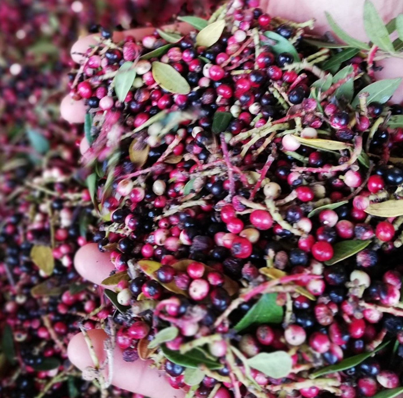 Bacche di Lentisco sardo fresche (Pistacia Lentiscus)