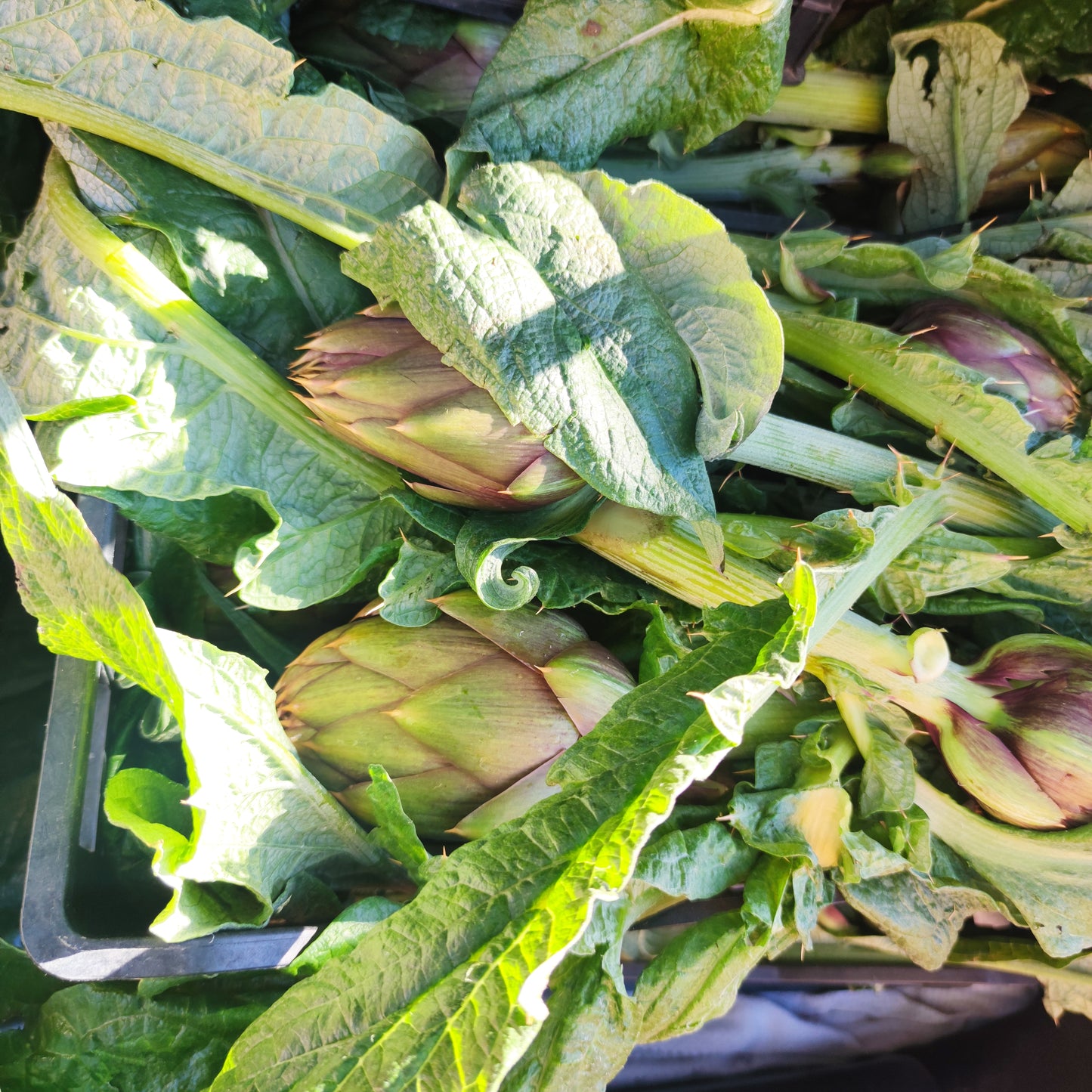 Spiny Sardinian artichoke in a box of 10 pieces