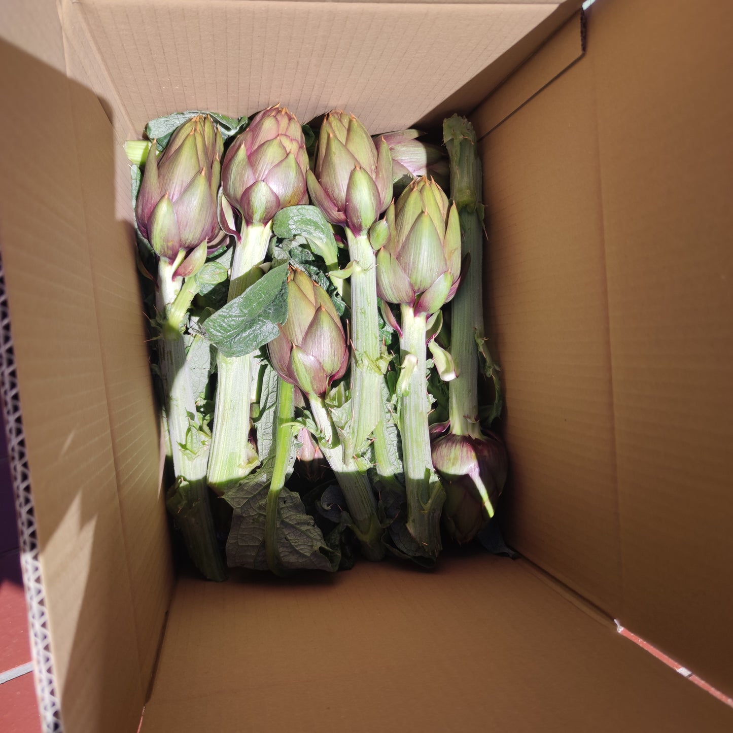 Spiny Sardinian artichoke in a box of 10 pieces