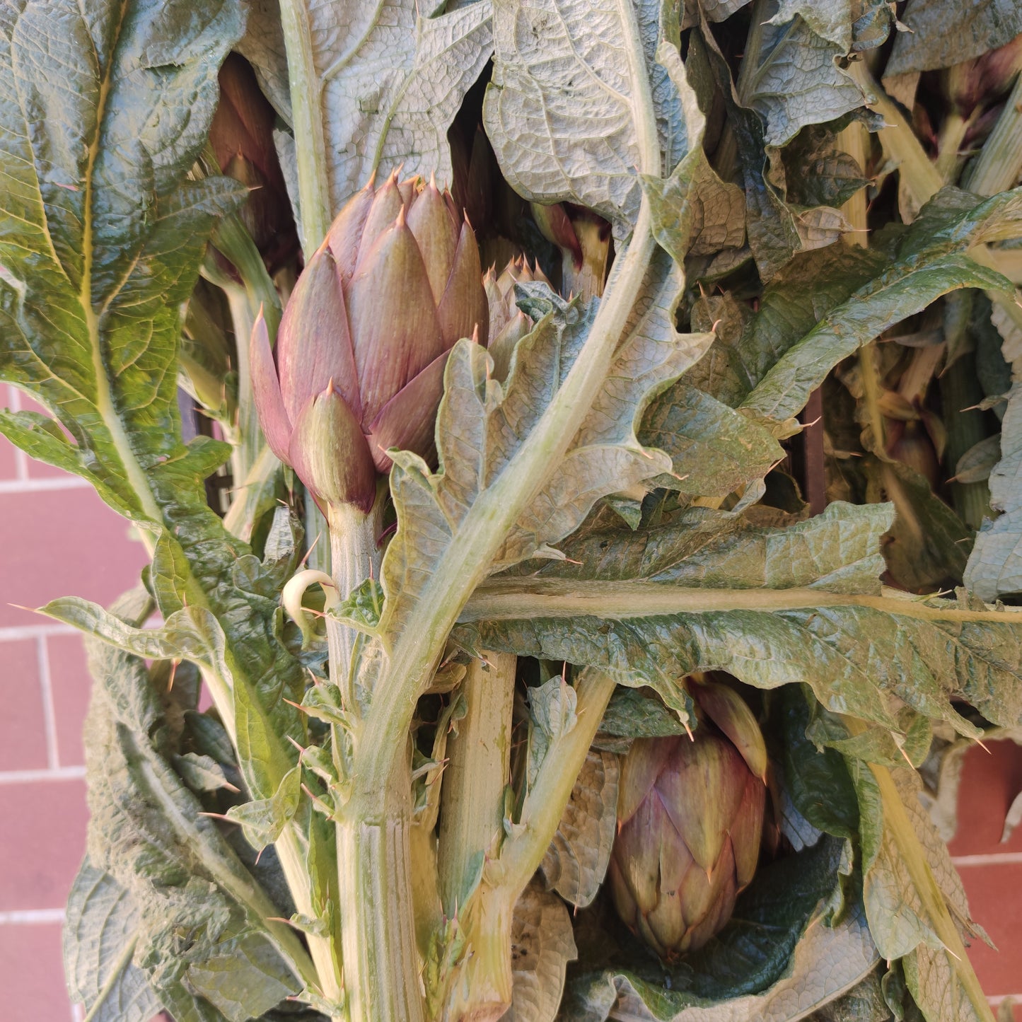 Spiny Sardinian artichoke in a box of 10 pieces