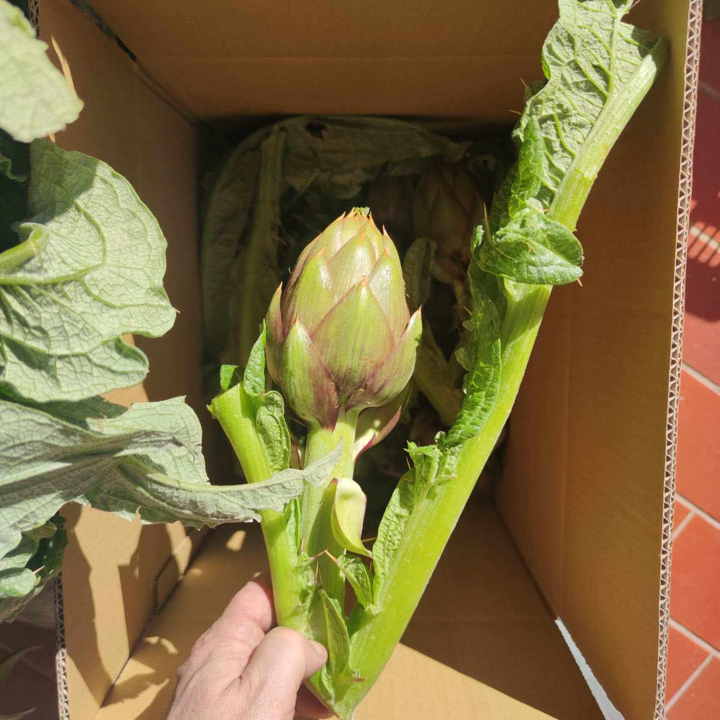 Spiny Sardinian artichoke in a box of 10 pieces