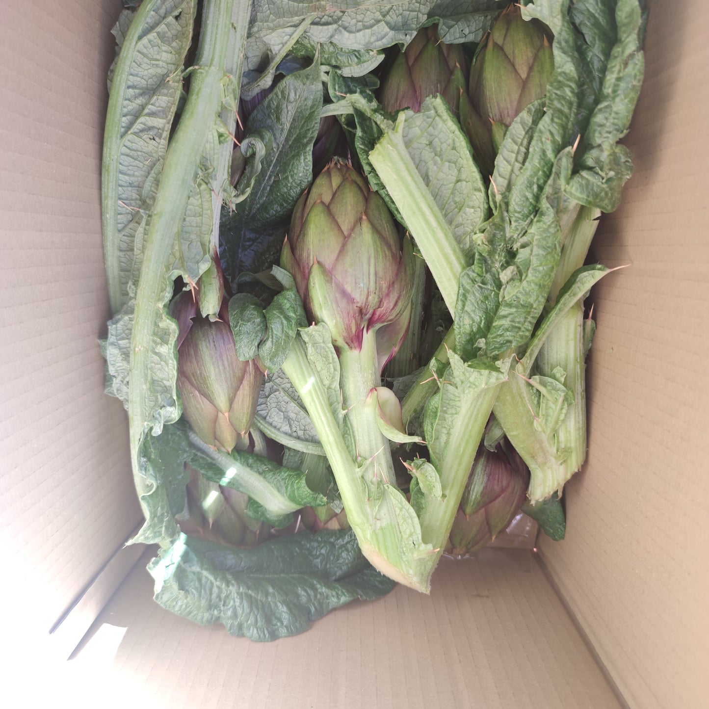 Spiny Sardinian artichoke in a box of 10 pieces