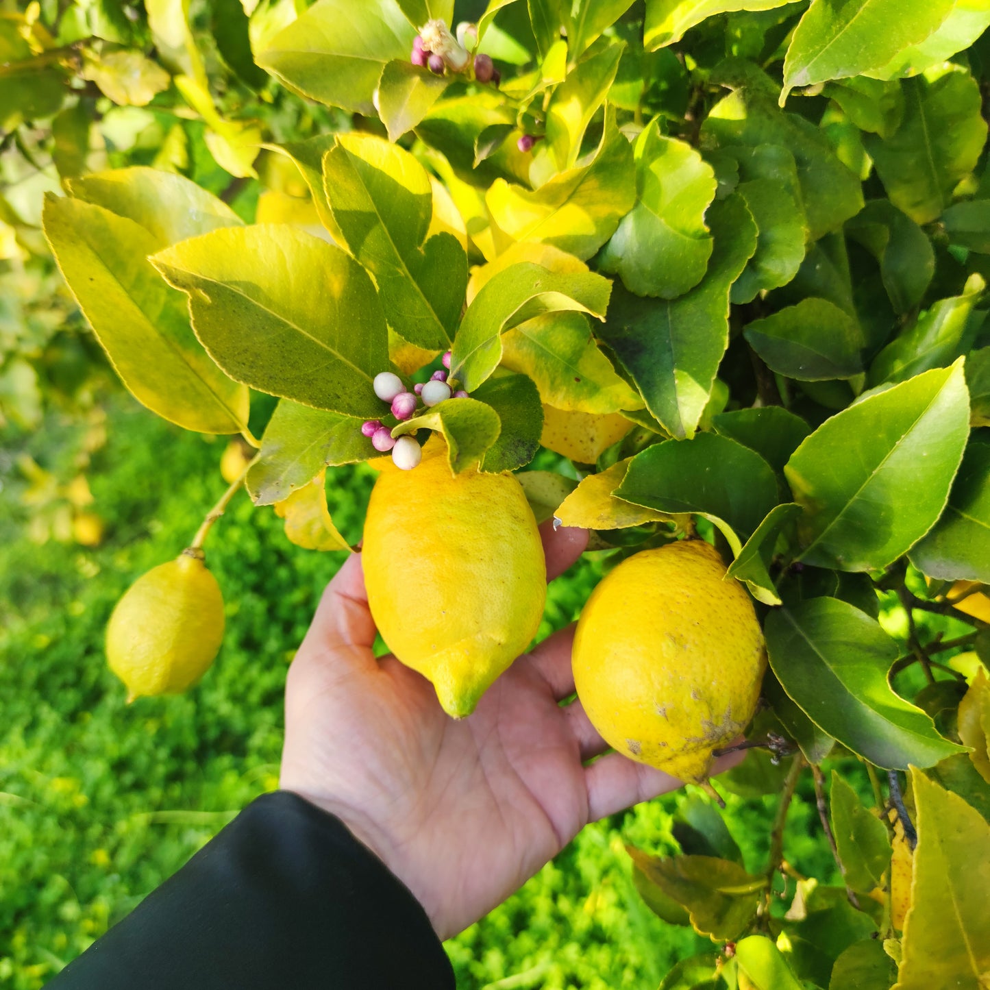 Limoni sardi non trattati coltivati in modo naturale, campagne di Sennori (SS)