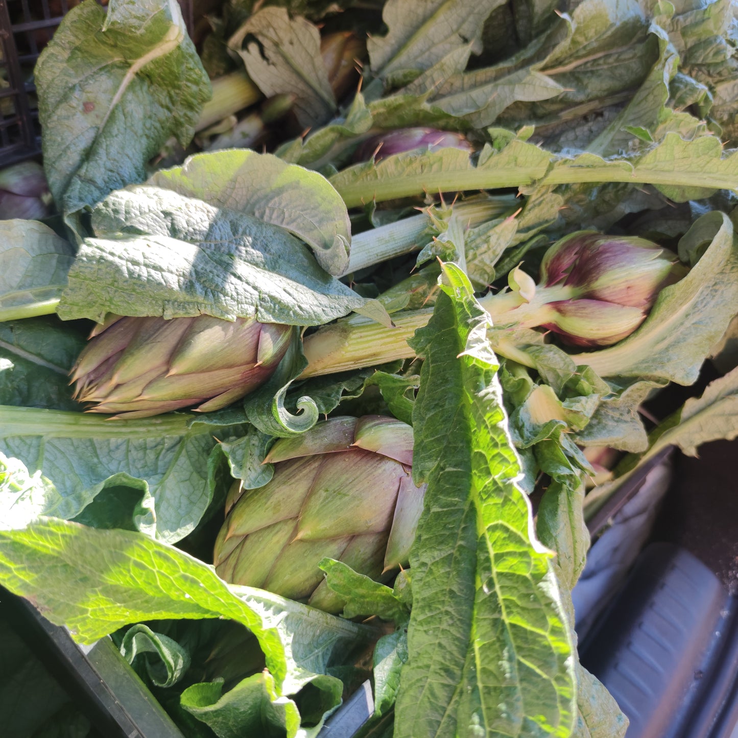 Spiny Sardinian artichoke in a box of 10 pieces