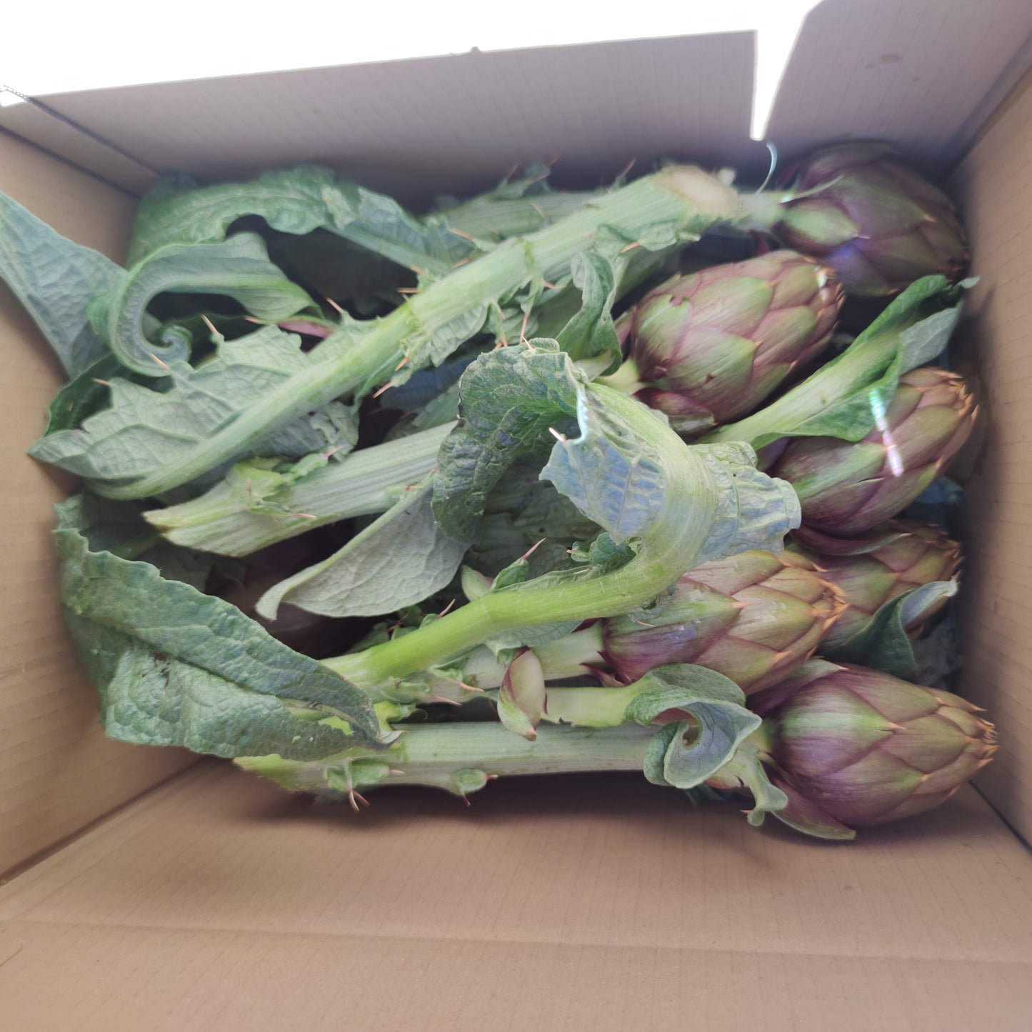 Spiny Sardinian artichoke in a box of 10 pieces