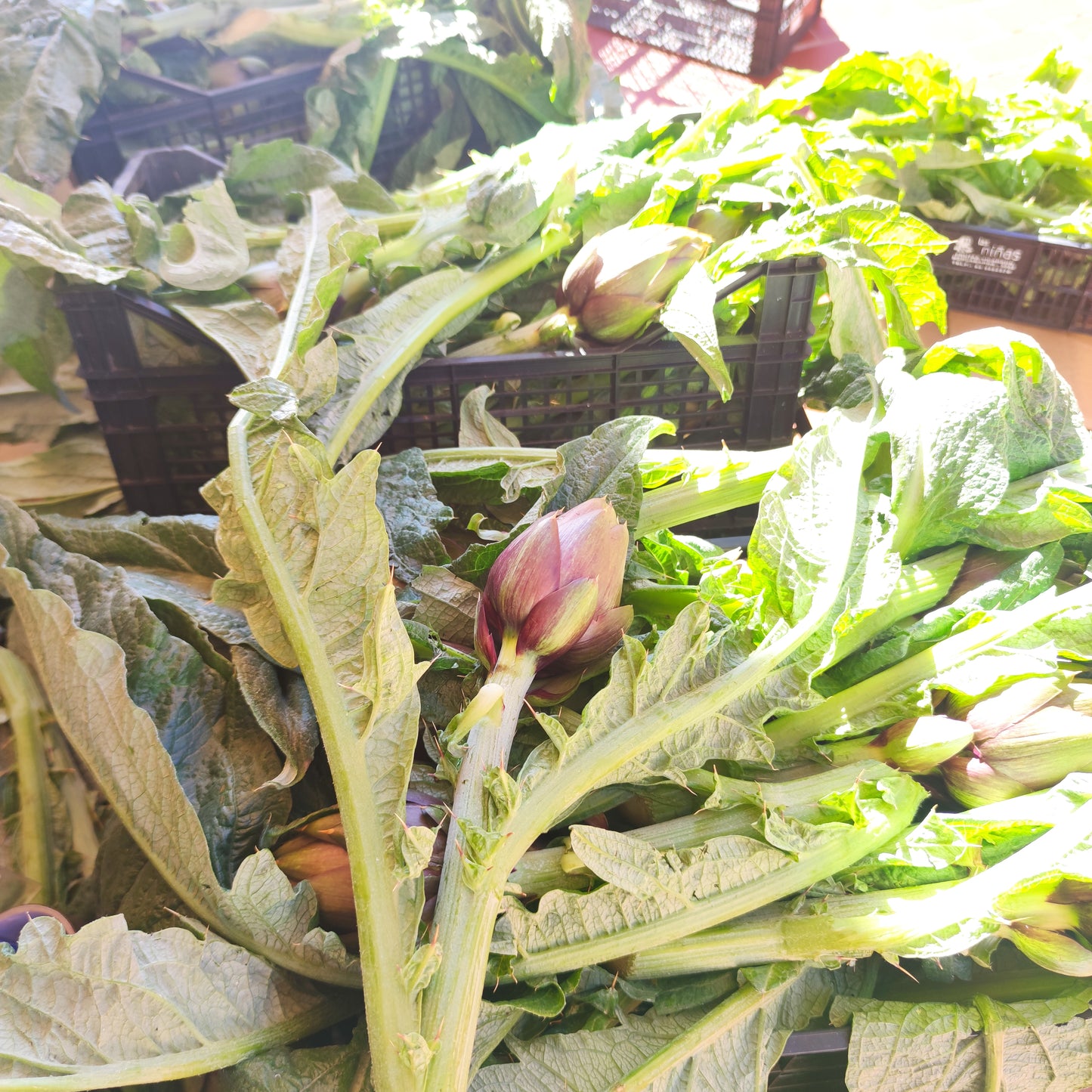 Spiny Sardinian artichoke in a box of 10 pieces