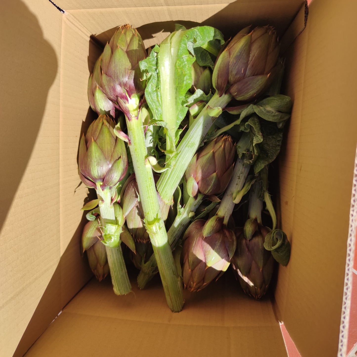 Spiny Sardinian artichoke in a box of 10 pieces