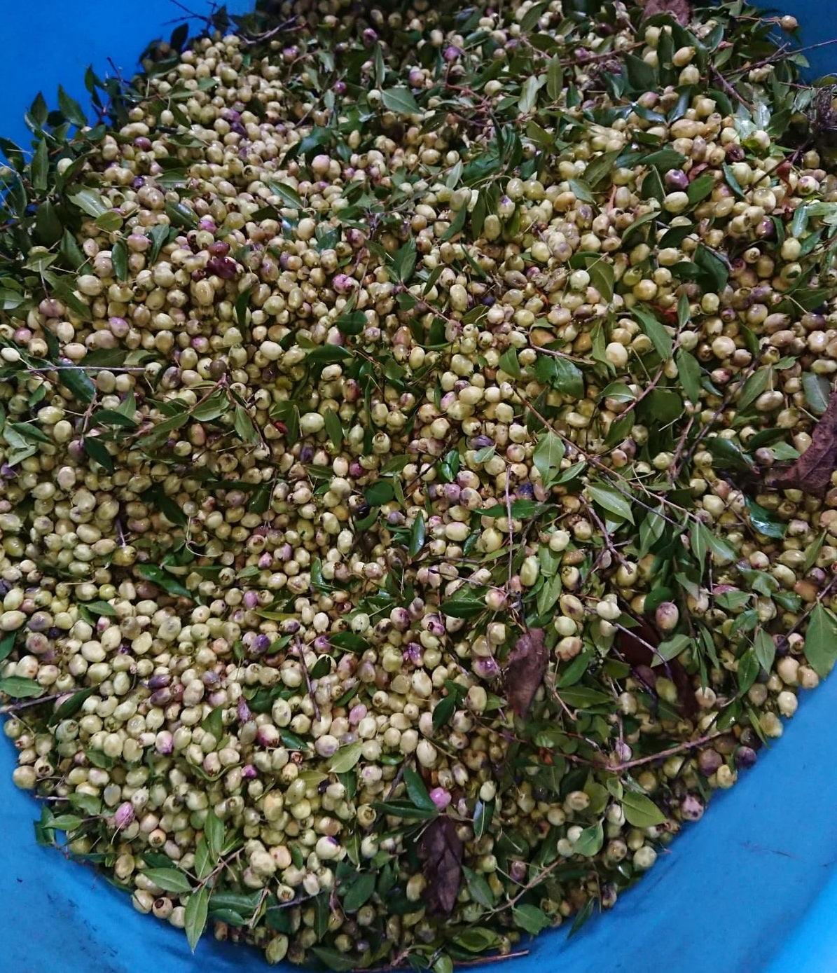 Bacche di mirto sardo bianco (myrtus communis var. leucocarpa) fresche in confezione per alimenti [ PREORDINE ]