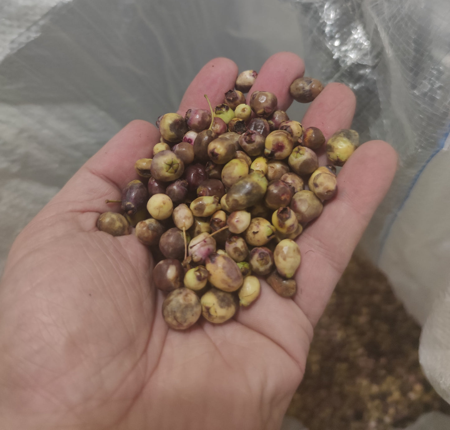 Bacche di mirto sardo bianco (myrtus communis var. leucocarpa) fresche in confezione per alimenti