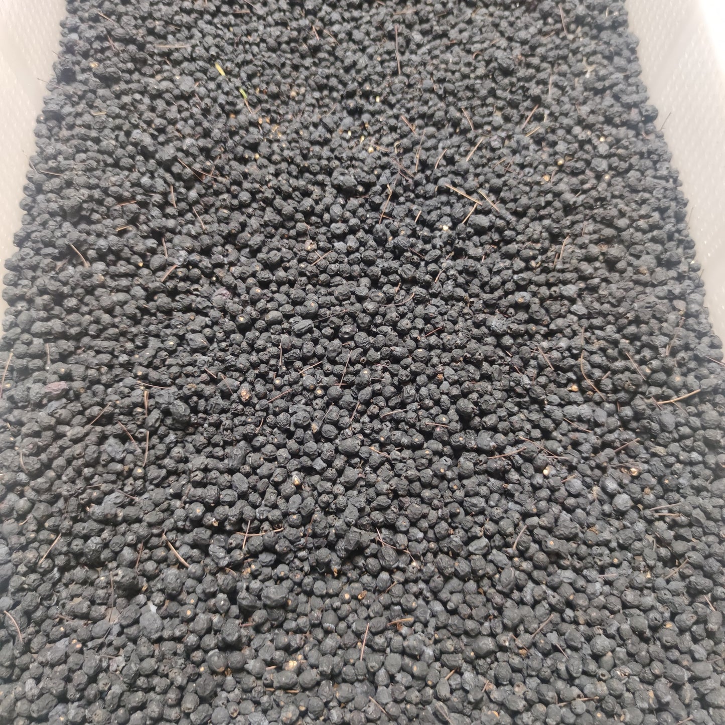 BACCHE DI MIRTO NERO ESSICCATE (Myrtus communis)