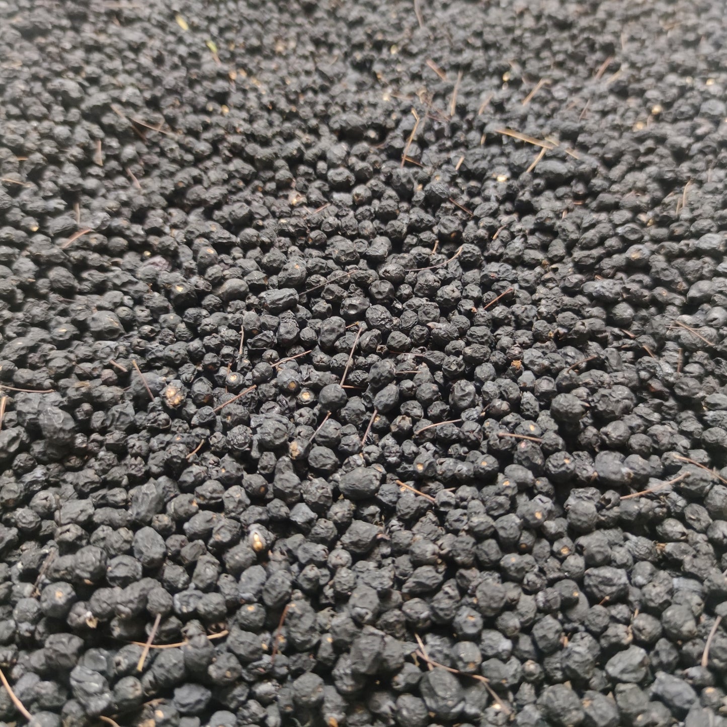 BACCHE DI MIRTO NERO ESSICCATE (Myrtus communis)