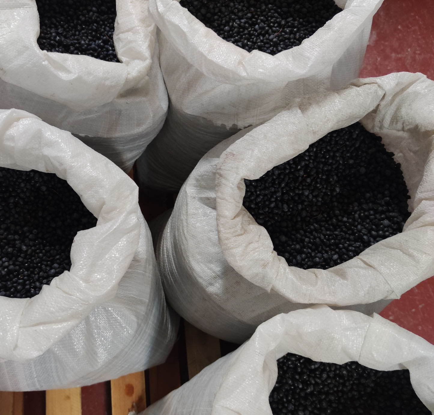 Bacche di mirto sardo nero (myrtus communis) fresche in sacchi [ PREORDINE ]
