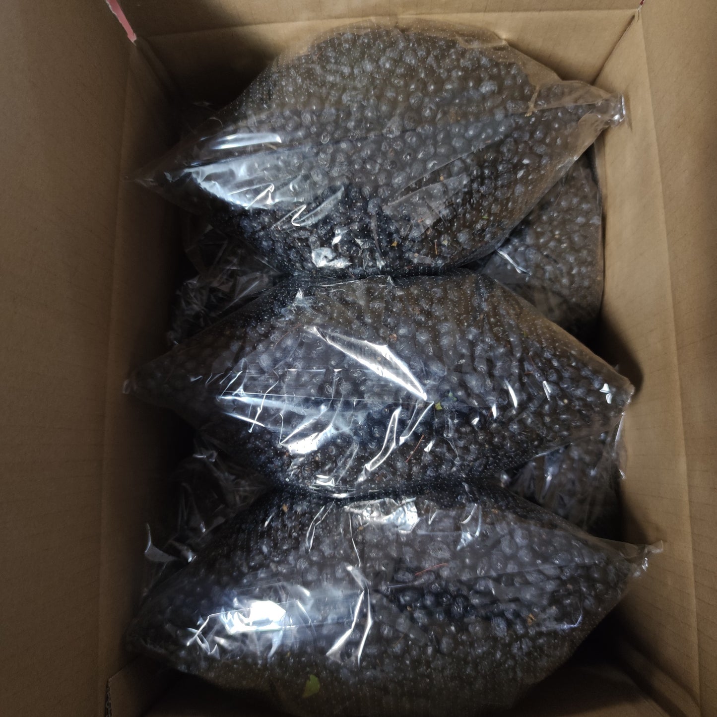 Bacche di mirto sardo nero (myrtus communis) fresche in confezione per alimenti [ PREORDINE ]