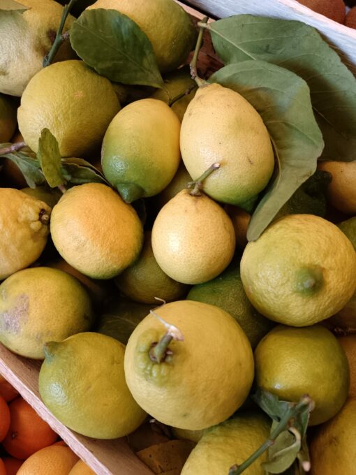 Untreated Sardinian lemons grown naturally, Sennori countryside (SS)