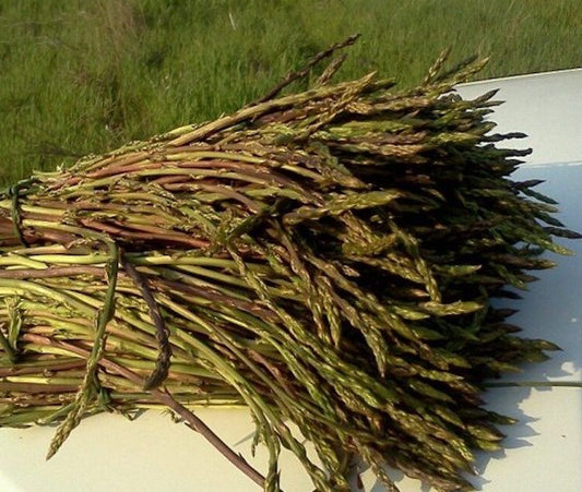 Sardinian wild asparagus