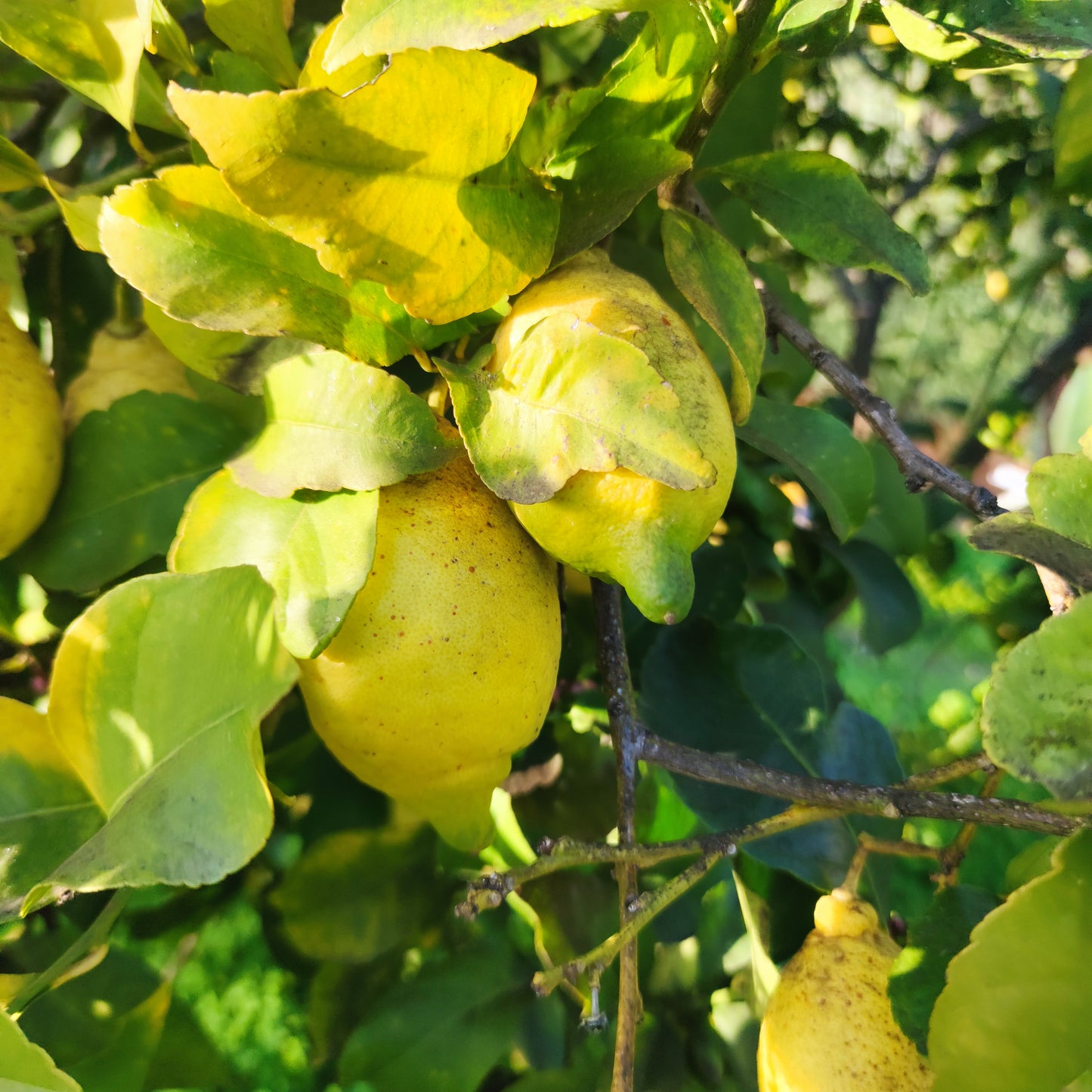 Citrons sardes non traités cultivés naturellement, campagne de Sennori (SS)