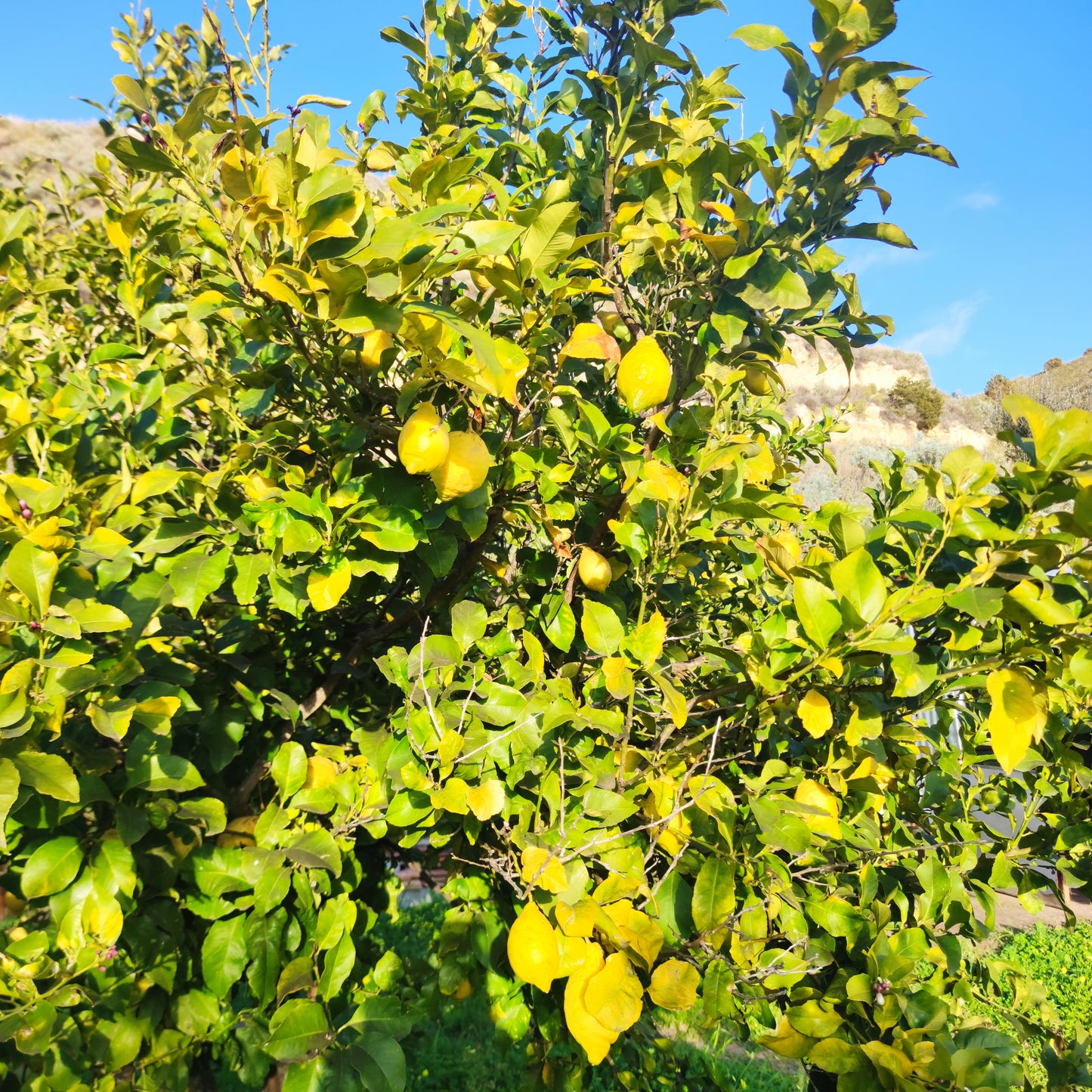 Limoni sardi non trattati coltivati in modo naturale, campagne di Sennori (SS)