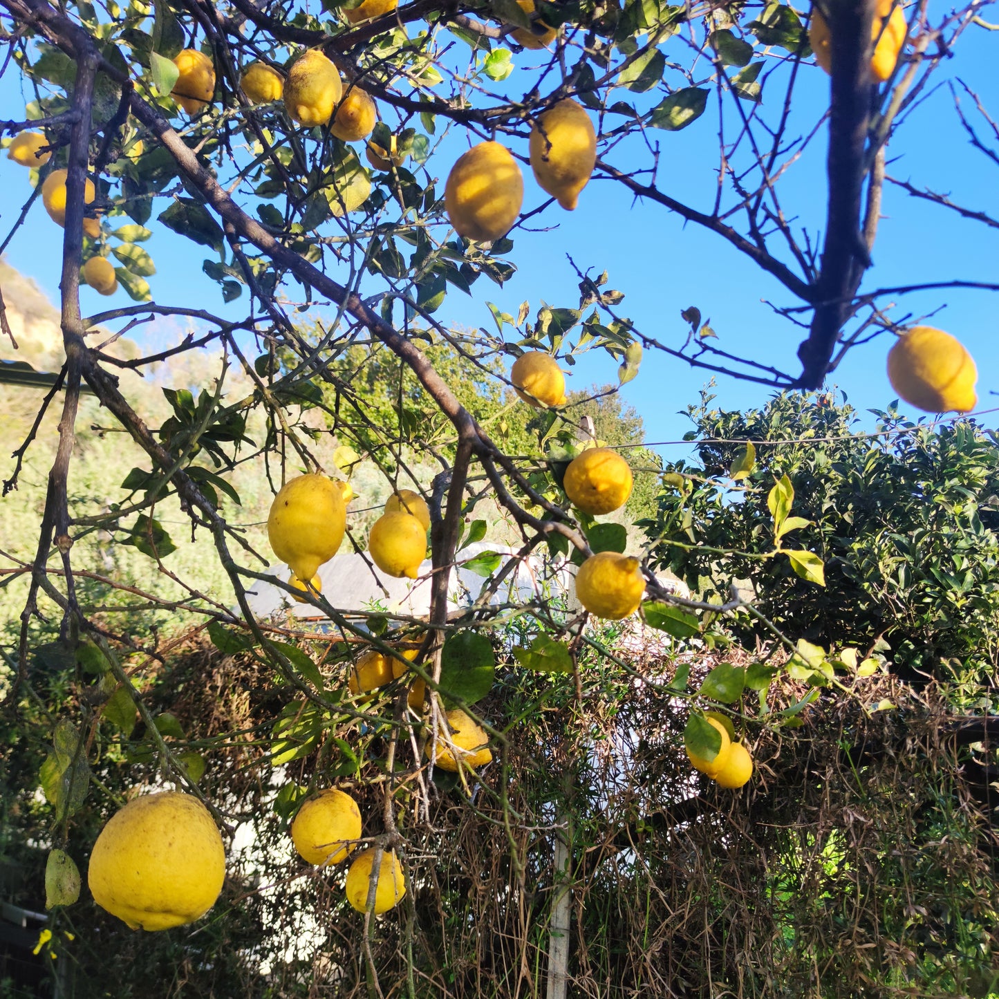 Untreated Sardinian lemons grown naturally, Sennori countryside (SS)