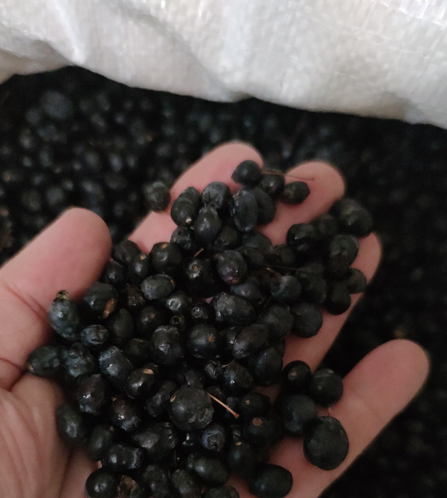 Bacche di mirto sardo nero (myrtus communis) fresche in sacchi