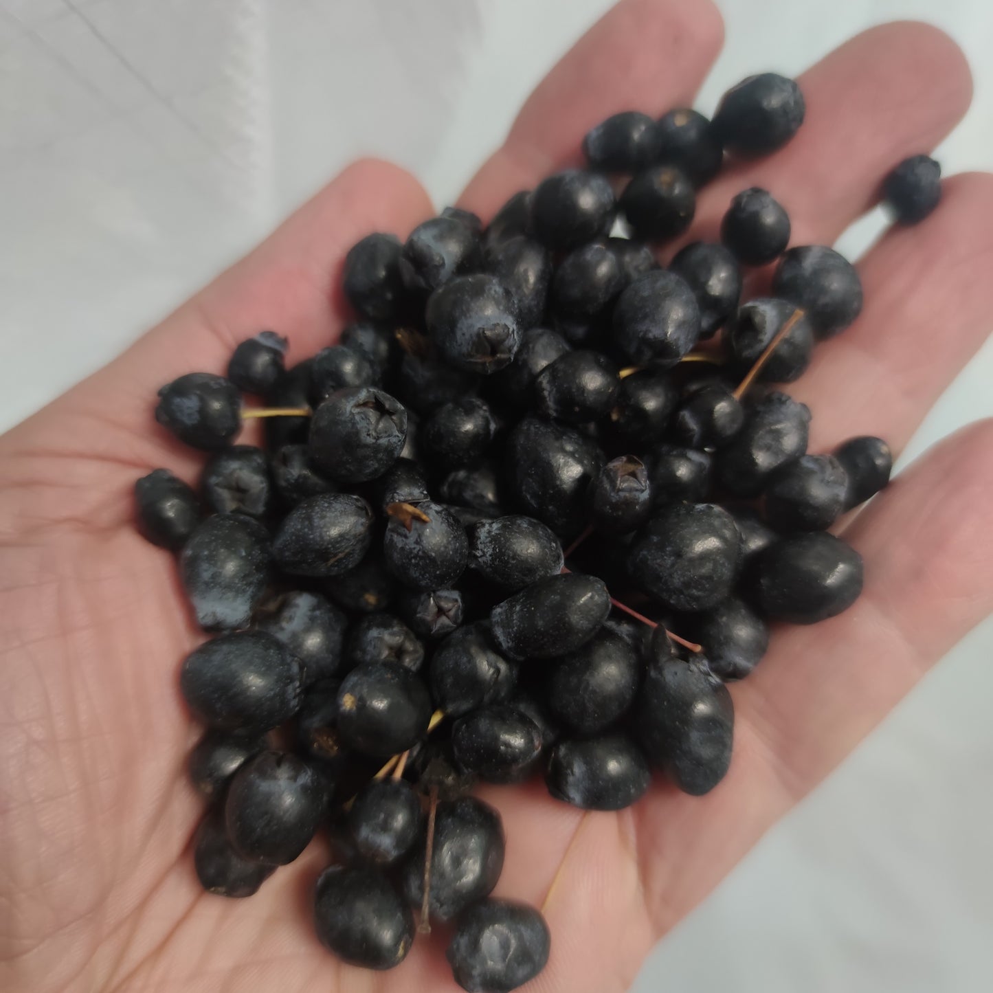 Fresh Sardinian black myrtle berries (myrtus communis) in food packaging [ PREORDER ]