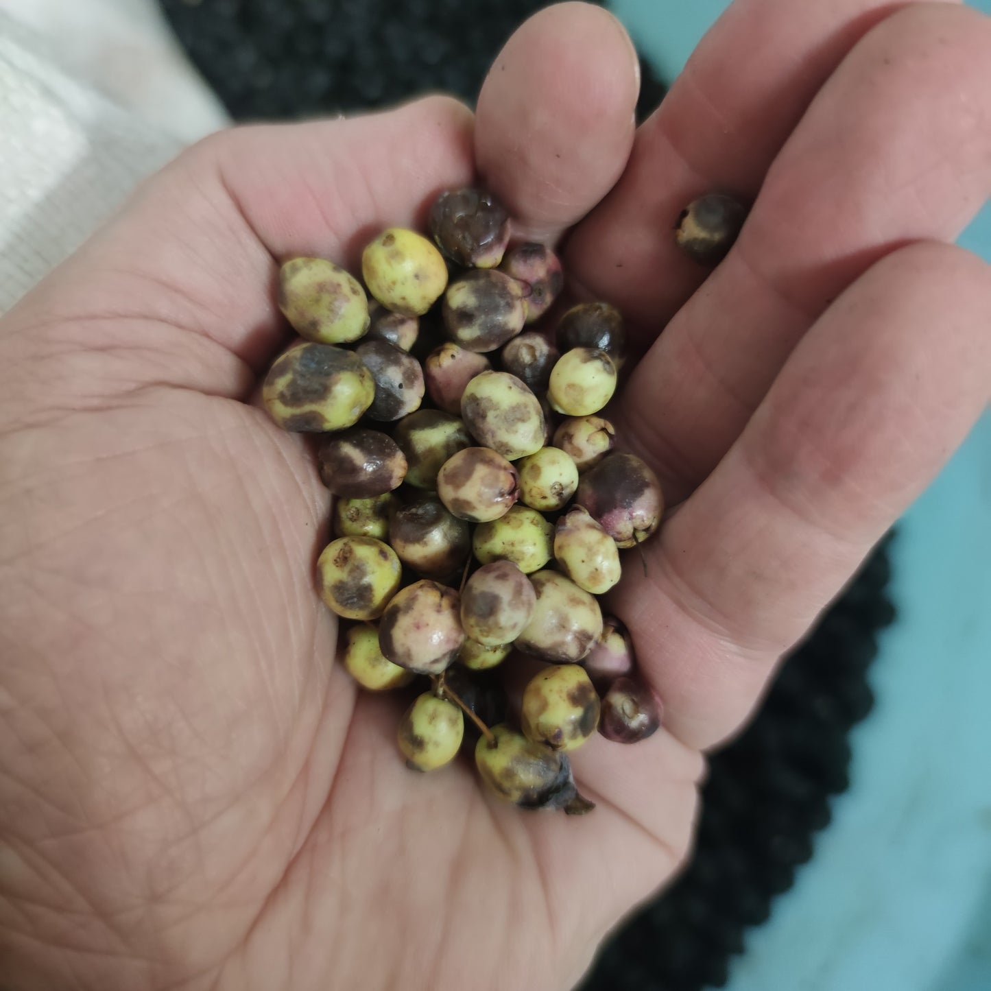 Sardinian white myrtle berries (myrtus communis var. leucocarpa) fresh in food packaging [ PREORDER ]